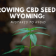 growing cbd seed wyoming, mistakes to avoid