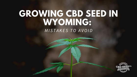 growing cbd seed wyoming, mistakes to avoid