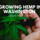 growing hemp washington seeds vs clones