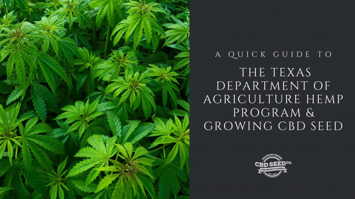 guide texas hemp program growing cbd seed