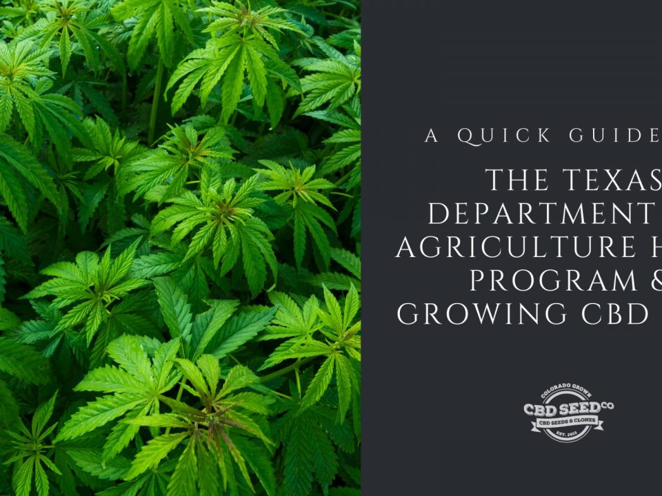 guide texas hemp program growing cbd seed