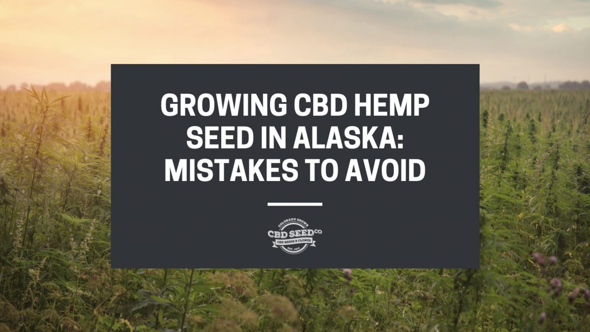 hemp field with a quote, growing cbd hemp seed in alaska: mistakes to avoid