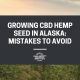 hemp field with a quote, growing cbd hemp seed in alaska: mistakes to avoid