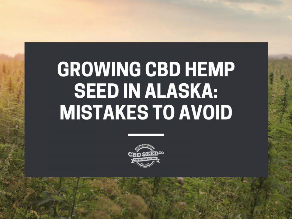 hemp field with a quote, growing cbd hemp seed in alaska: mistakes to avoid