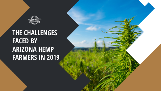 the challenges faces by arizona hemp farmers in 2019