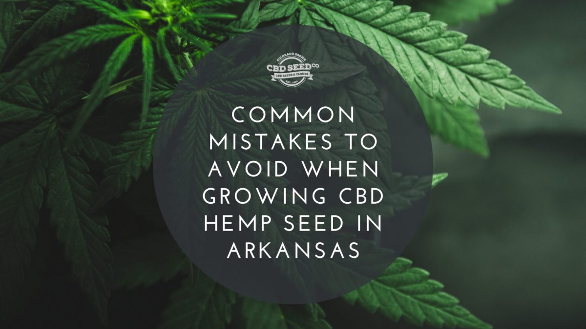common mistakes to avoid when growing cbd hemp seeds in arkansas