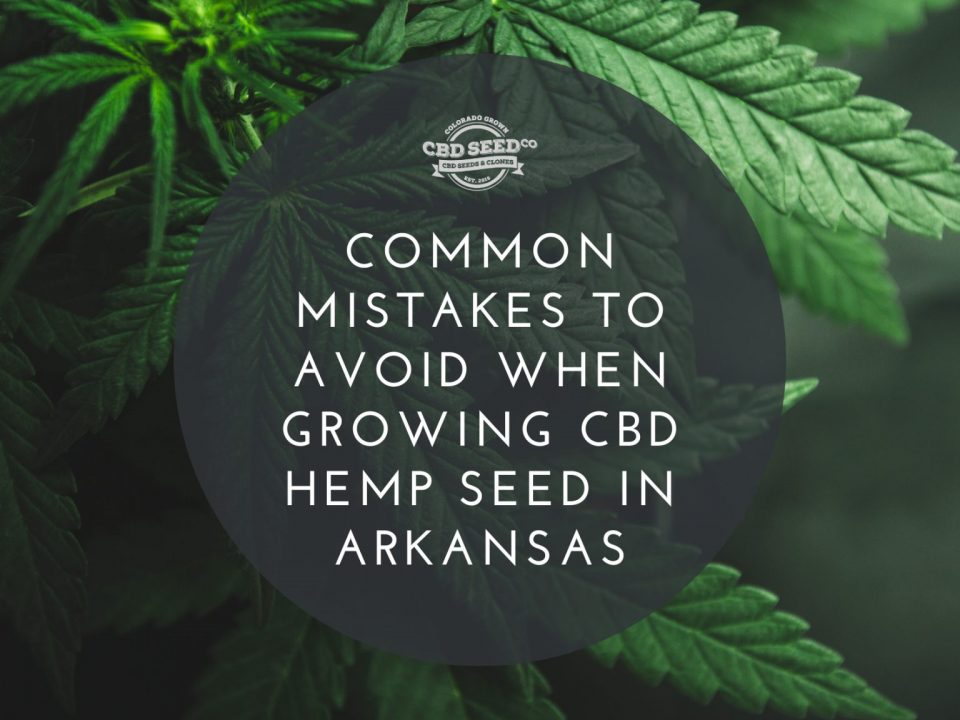 common mistakes to avoid when growing cbd hemp seeds in arkansas