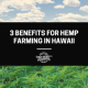 3 benefits for hemp farming in hawaii