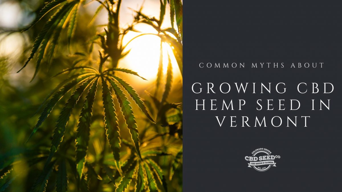 myths growing cbd hemp seed vermont