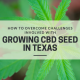 overcome challenges growing cbd seed texas