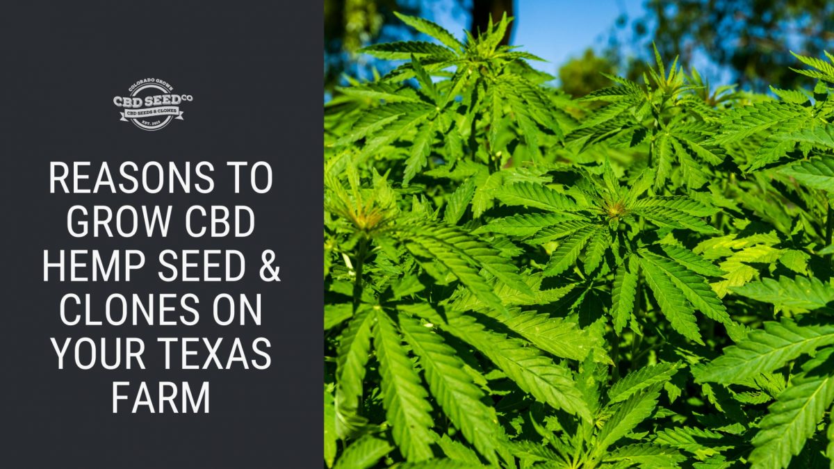 reasons grow cbd hemp seed clones texas