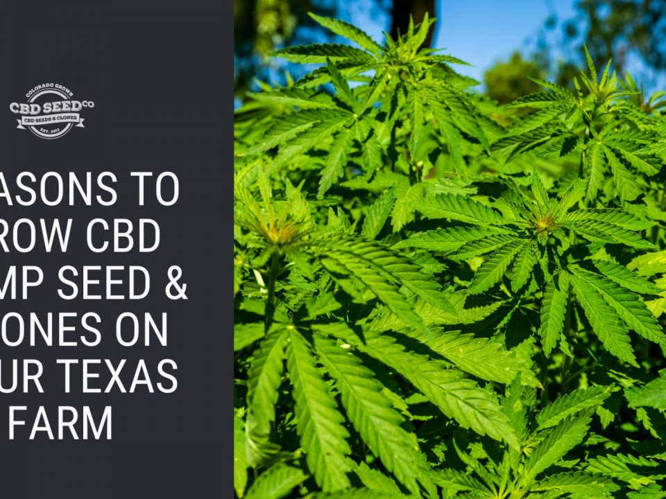 reasons grow cbd hemp seed clones texas