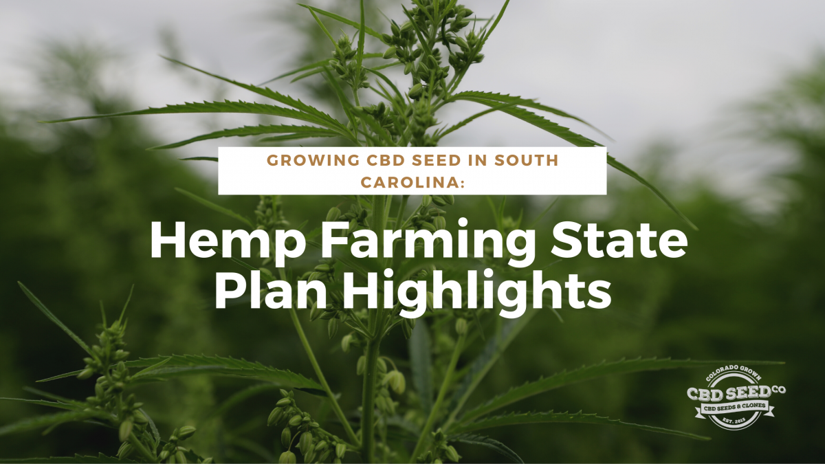 cbd seed south carolina hemp plan