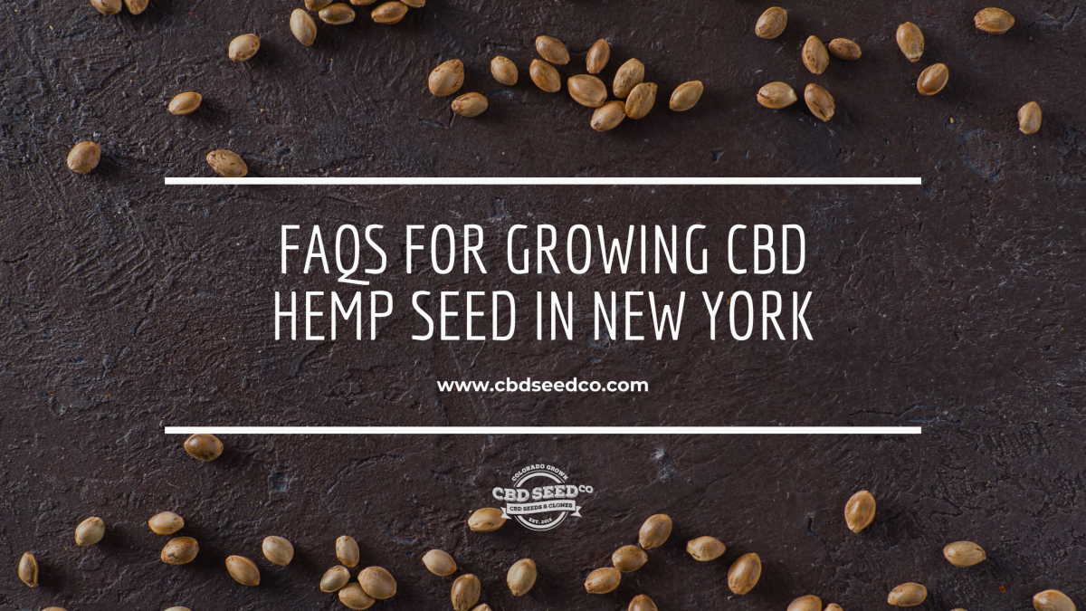 faq growing hemp seed new york