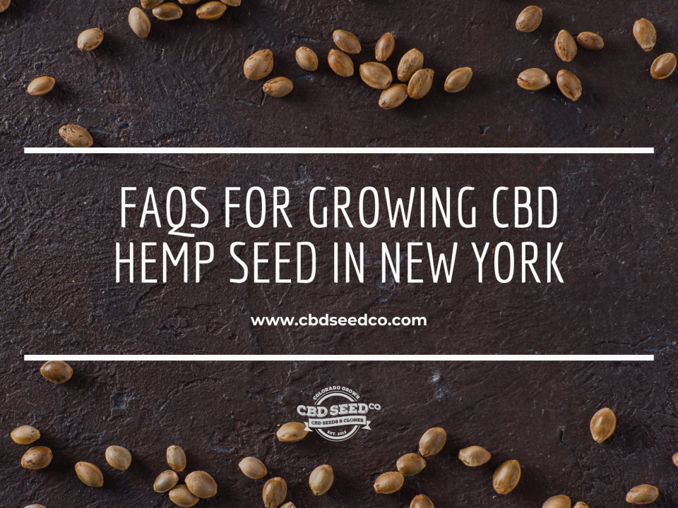 faq growing hemp seed new york