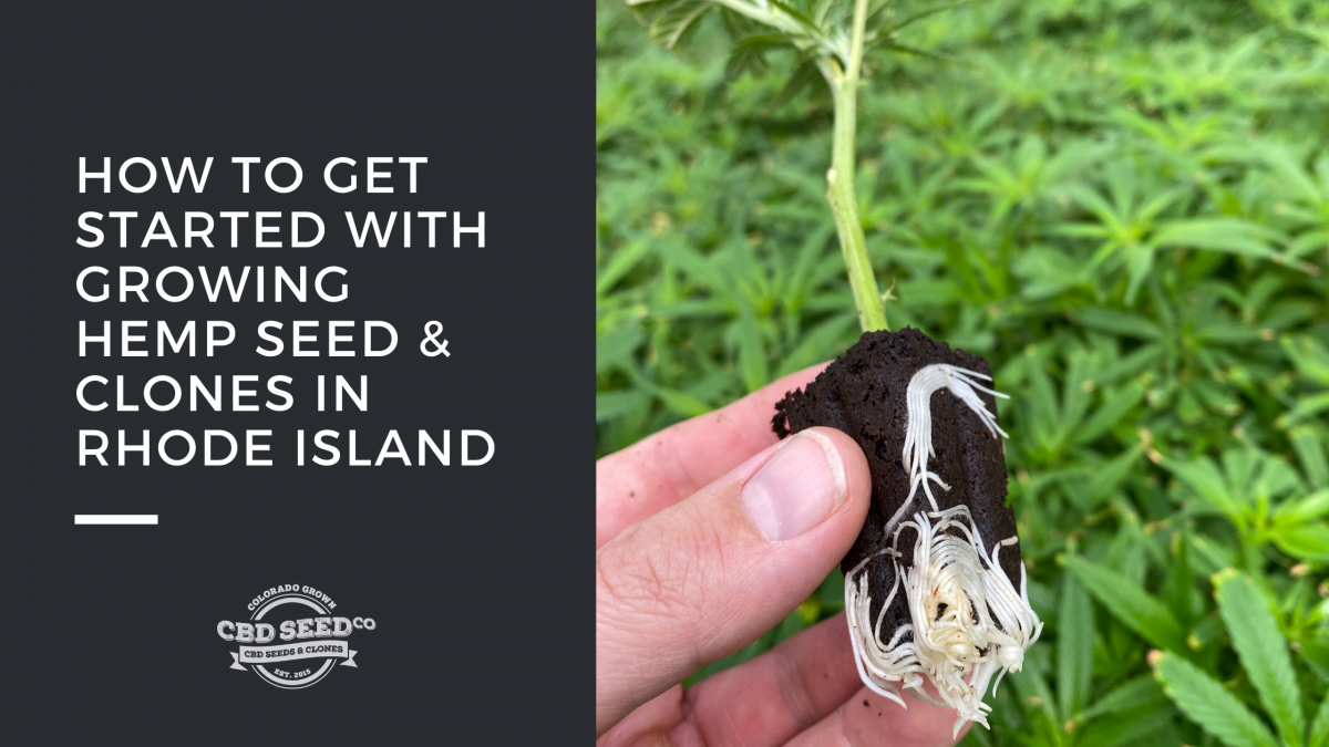 get started growing hemp seed clones rhode island