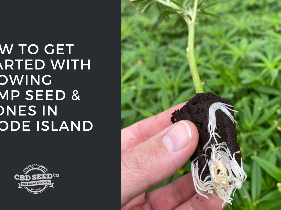 get started growing hemp seed clones rhode island