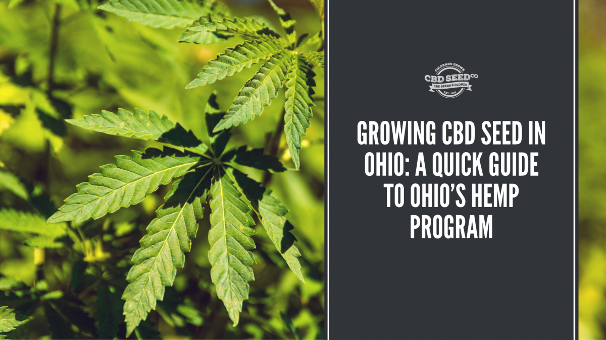 growing cbd seed ohio hemp program