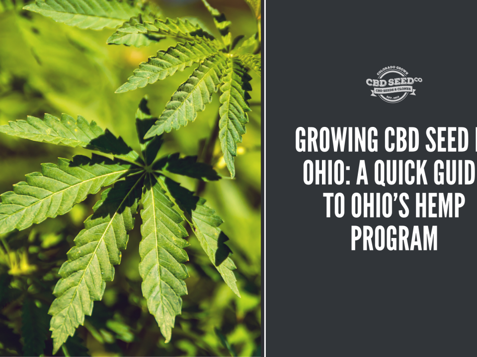 growing cbd seed ohio hemp program