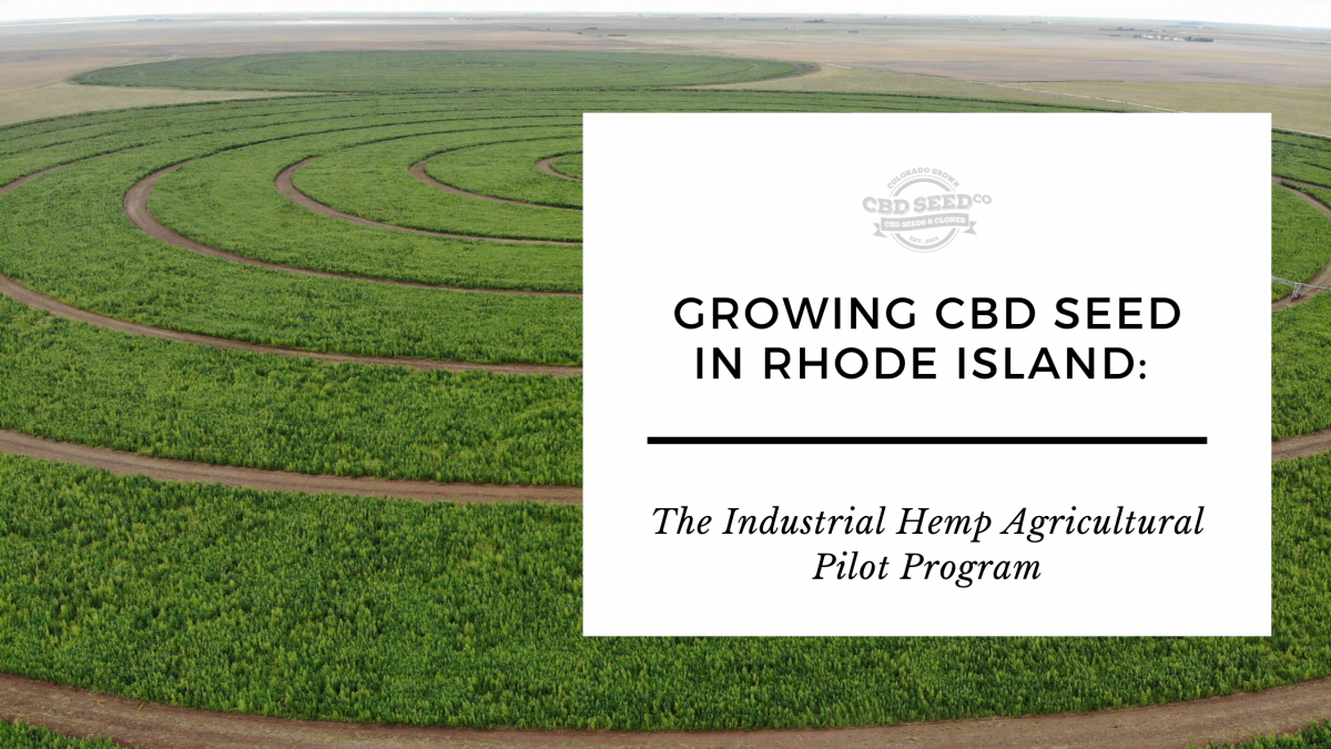 growing cbd seed rhode island hemp pilot program