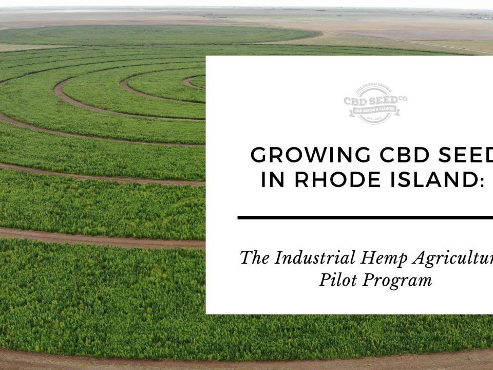 growing cbd seed rhode island hemp pilot program