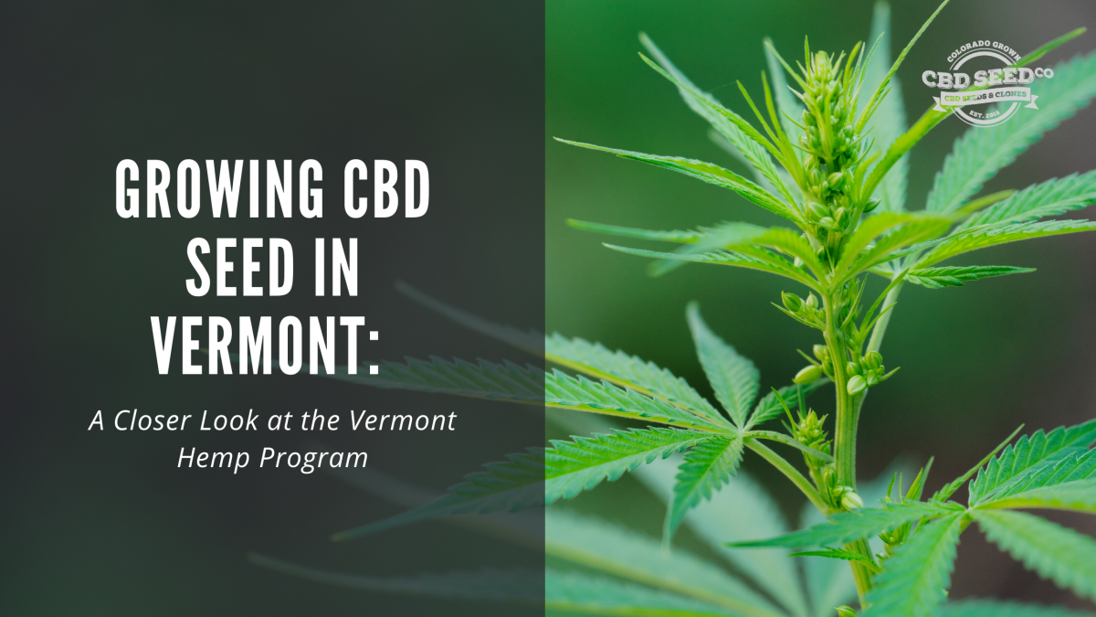 growing cbd seed vermont hemp program