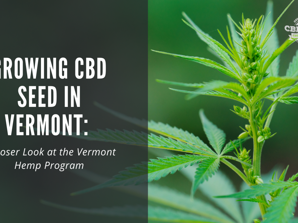 growing cbd seed vermont hemp program