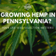 hemp pennsylvania cbd seed selection