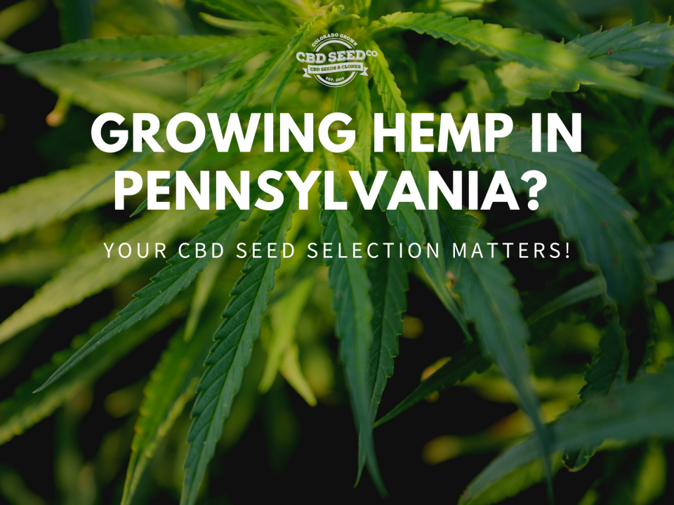 hemp pennsylvania cbd seed selection