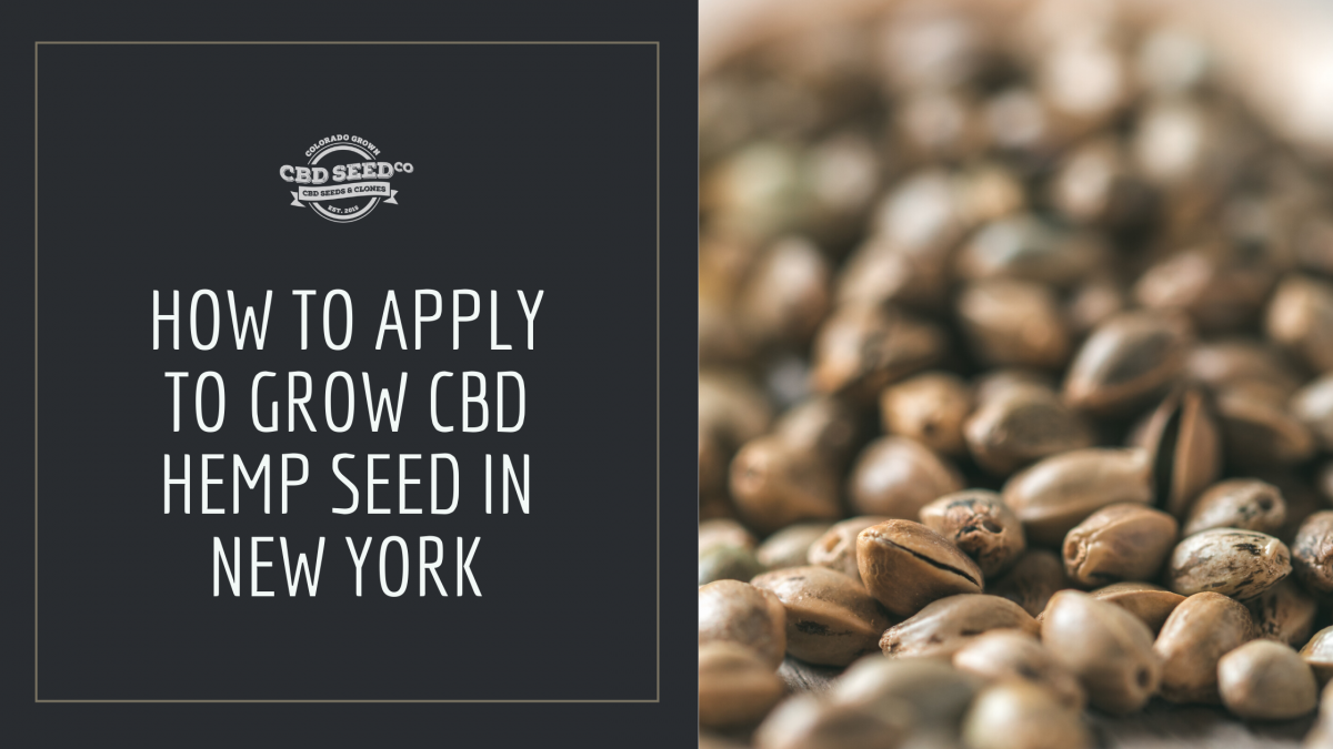 how to apply grow hemp seed new york