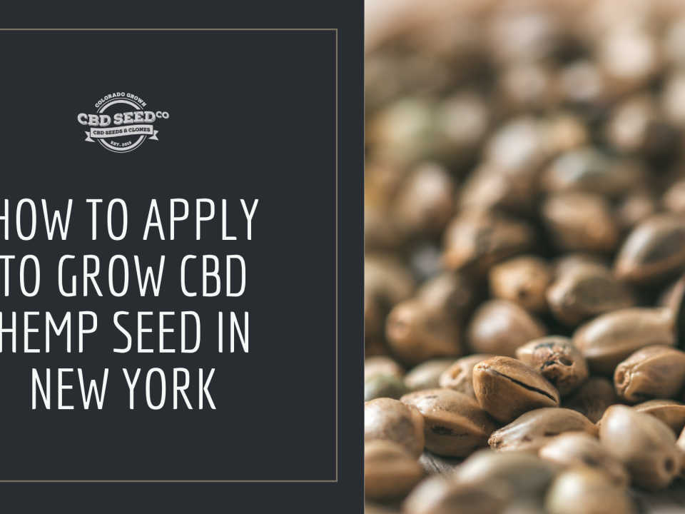 how to apply grow hemp seed new york