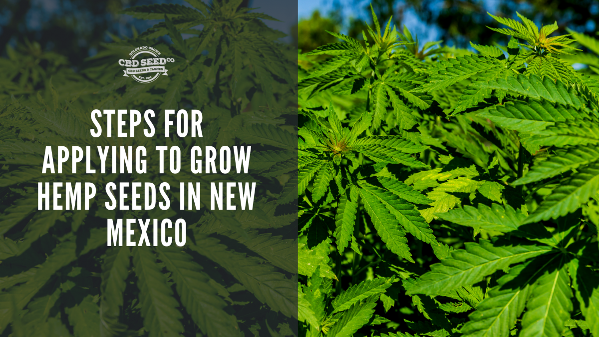 steps apply grow cbd seed new mexico