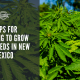 steps apply grow cbd seed new mexico