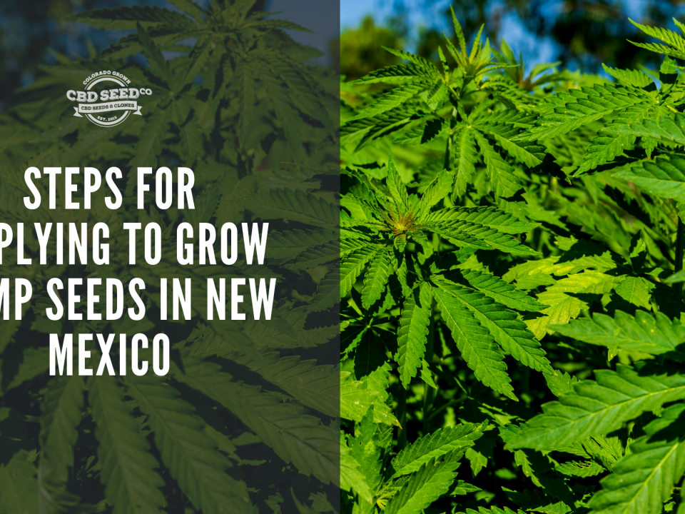 steps apply grow cbd seed new mexico