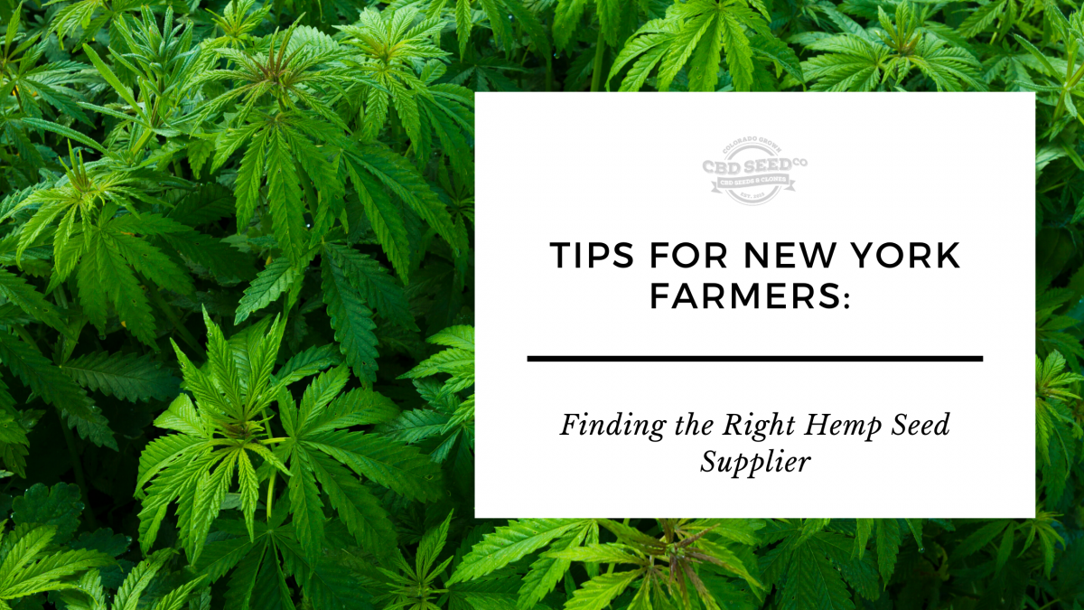 tips new york farmers finding hemp seed supplier