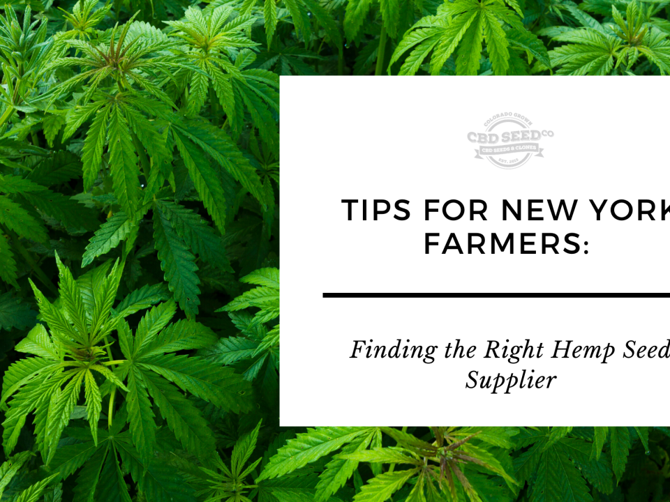 tips new york farmers finding hemp seed supplier