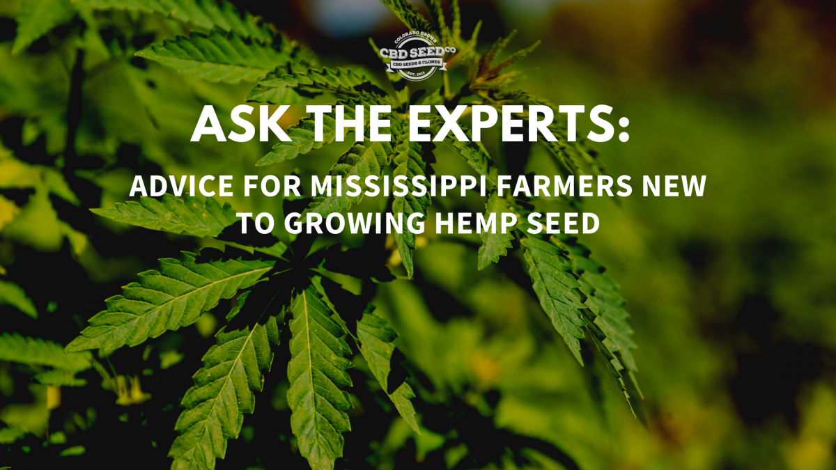 advice growing hemp mississippi