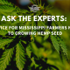 advice growing hemp mississippi