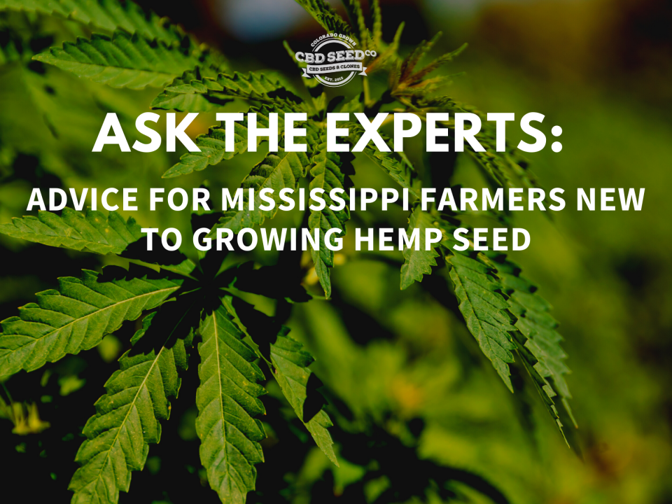 advice growing hemp mississippi