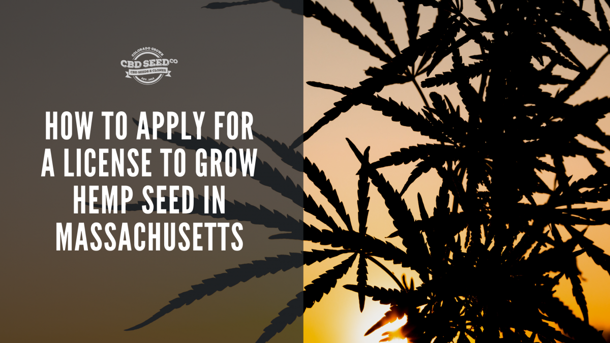 apply license grow hemp seed massachusetts