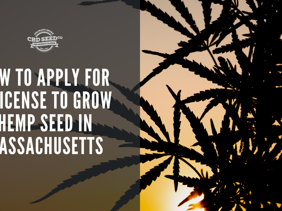 apply license grow hemp seed massachusetts