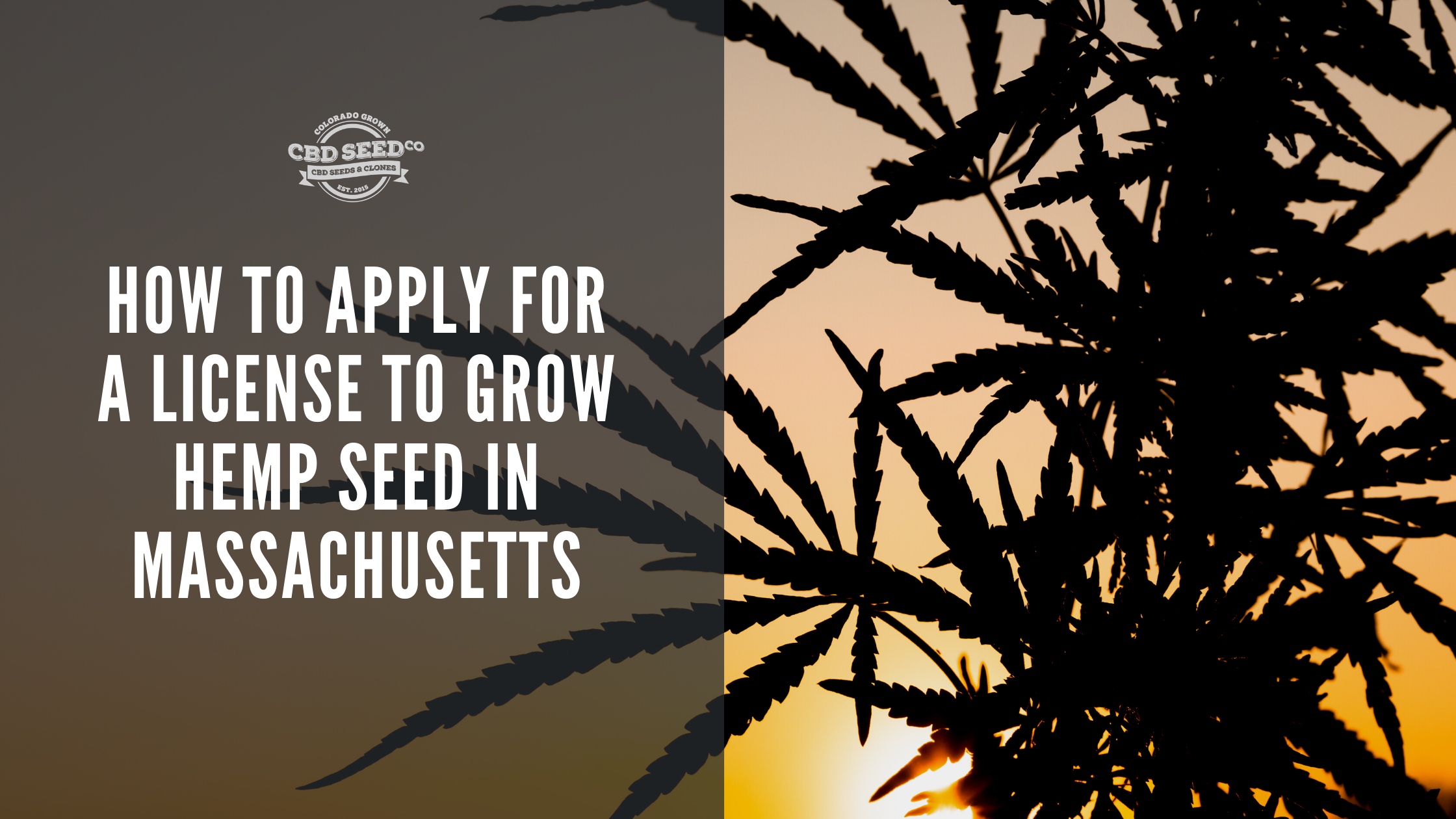 How to Apply for a License to Grow Hemp Seed in Massachusetts CBD