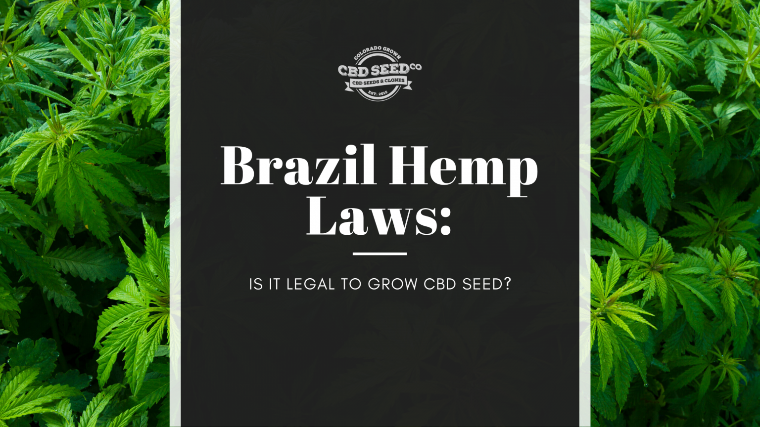 Brazil Hemp Laws Is It Legal to Grow CBD Seed? CBD Seed Co.