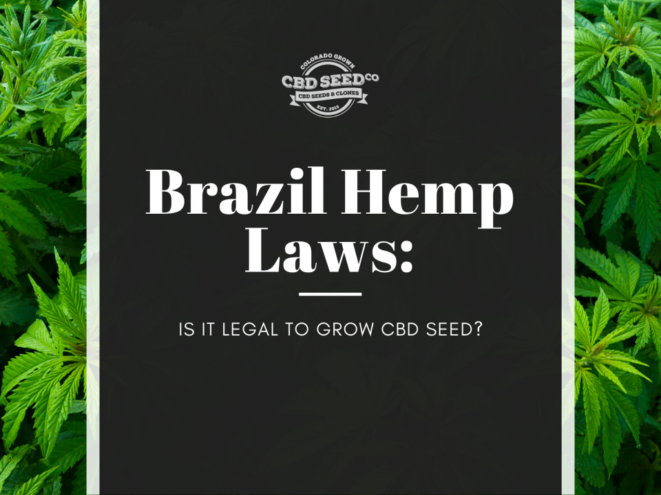 brazil hemp laws legal grow cbd seed