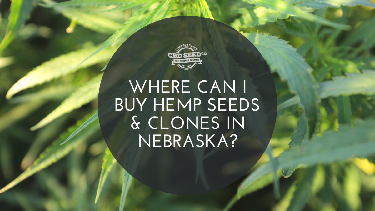 buy hemp seeds clones nebraska