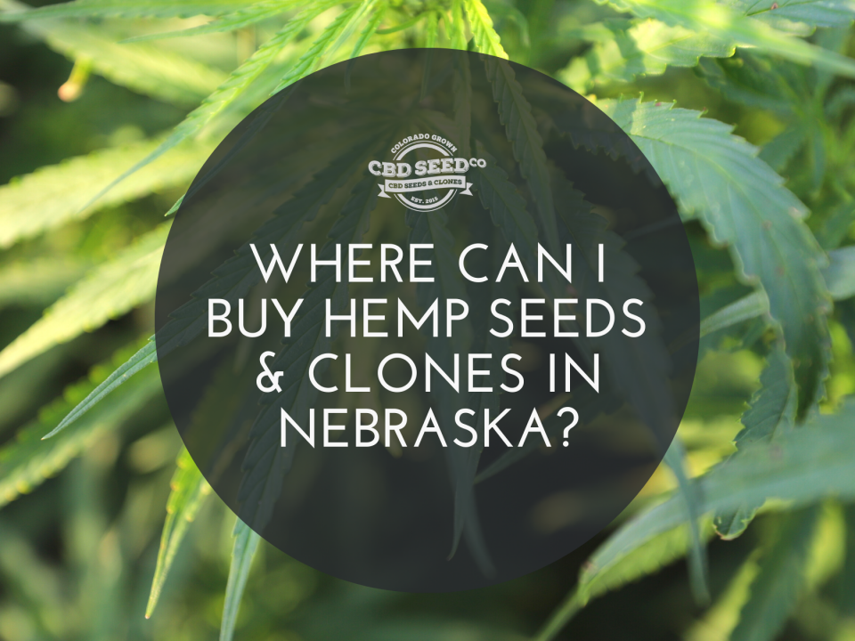 buy hemp seeds clones nebraska