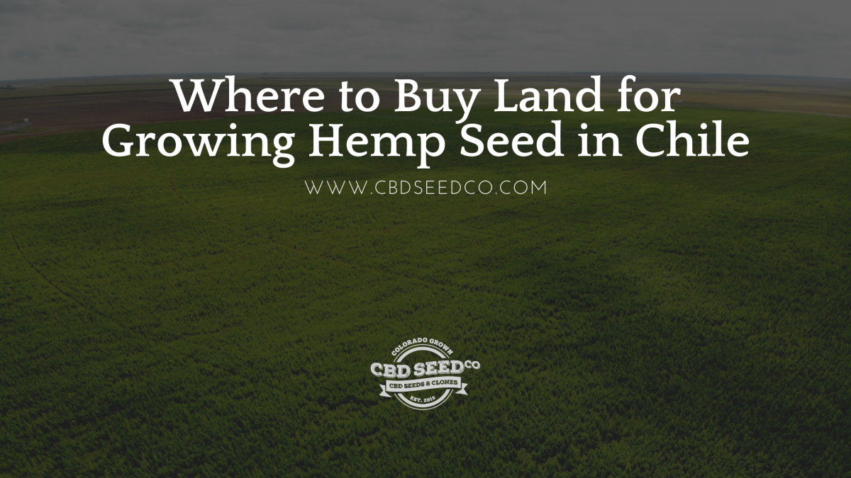 buy land growing hemp seed chile