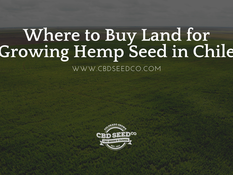 buy land growing hemp seed chile