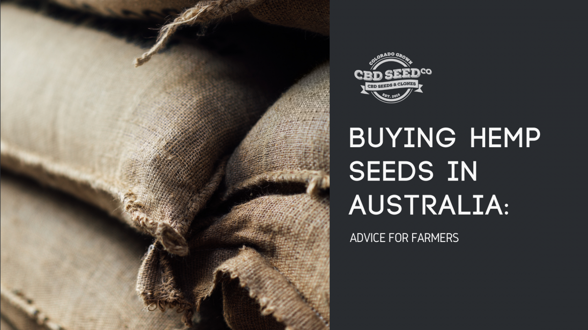 buying hemp seed australia