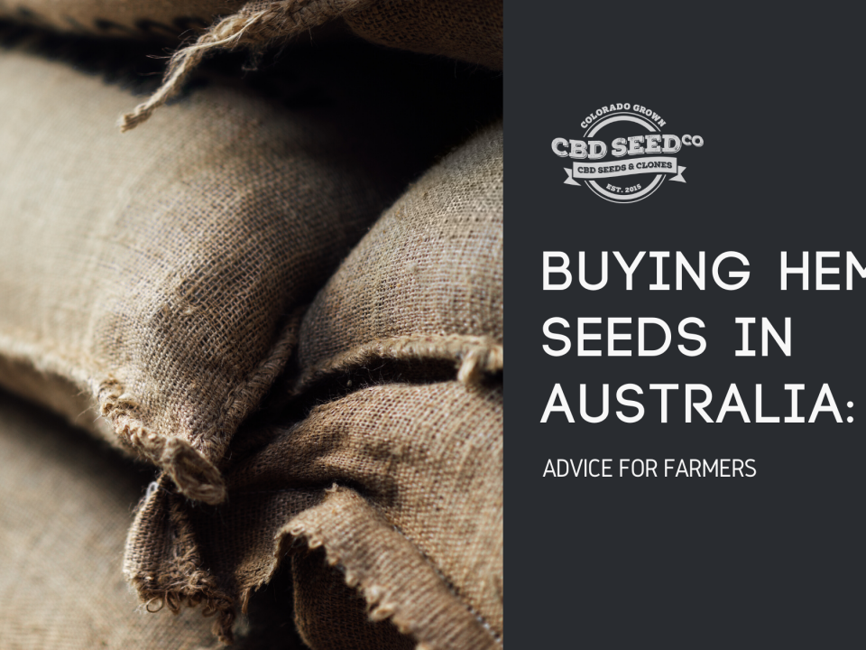 buying hemp seed australia